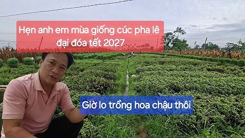 Hôm nay bỏ cây cúc giống mô pha lê đại đóa để dàn chậu cúc tết. Hẹn anh em mùa giống năm 2027 nhé 