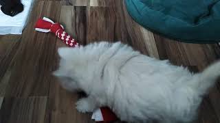 WEST HIGHLAND WHITE TERRIER МОЙ УАЙТ ТЕРЬЕР МИА WEST HIGHLAND WHITE TERRIER МОЙ УАЙТ ТЕРЬЕР МИА