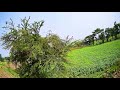 Narrow Gaps, Steep Turns & Precision Landing - Protek25 Cinematic FPV Flying