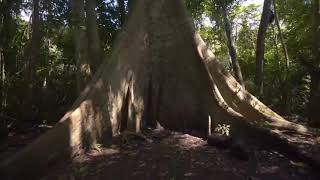 A Máquina de Fazer Água   Samaúma, a rainha da floresta