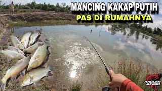 MANCING IKAN KAKAP PUTIH PAS DI RUMAHNYA