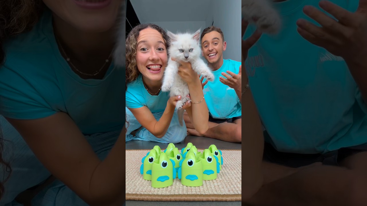 Let’s choose our cats name! 🐈😱 #cat #kitten #pet #funnycats