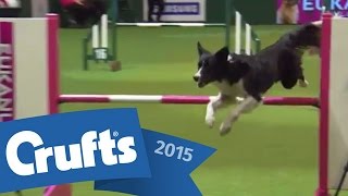 Agility - Championship - Round 2 - Agility | Crufts 2015