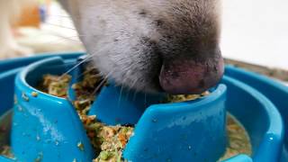 Hungry Dog Eating 'Only Natural Pet' Dehydrated Raw Food  Chicken & Vegetables  ASMR