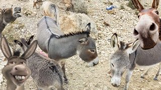 “This Donkey Stole the Show 😂 | Funniest Animal Moment You Didn’t Expect | Viral Videos donkeys