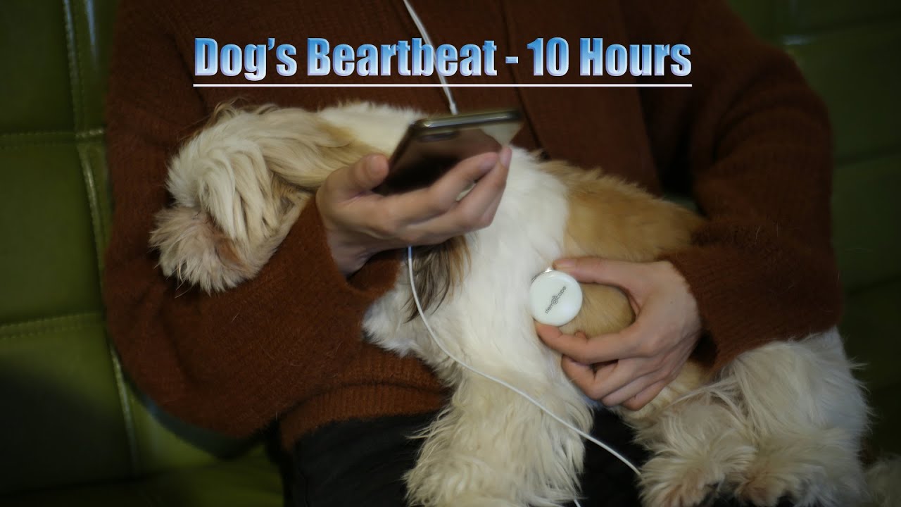 10 Hours 🐶Dog Heartbeat. Puppy Soothing sounds. Heartbeat Sound. Puppy  Heartbeat. Stemoscope. - YouTube