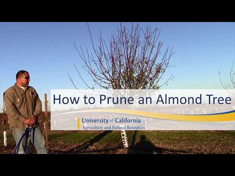 Video: Tăieri de migdal - Aflați când și cum să tăiați migdalii Almond Tree Tunning - Învățați când și cum să tăiați migdalii