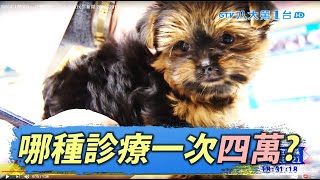 預防針1劑900元 寵物醫療費驚人 八大民生新聞 2020120126