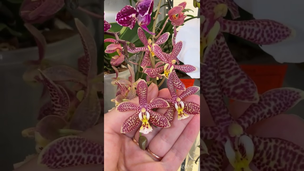 Орхидеи с названиями 