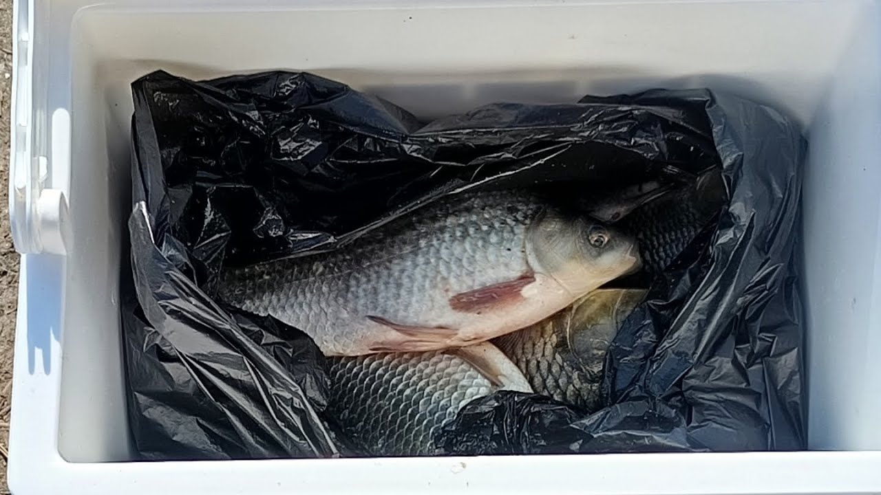 Am prins 75 de carasi la undita pe balta Blasova💪🏻