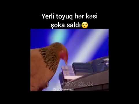 Toyuq cucelerimi calır siyezen burulel