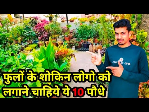 Fulo Ke Shokin Logo Ko Lgane Chahiye Ye 10 Podhe Ghar Ke Andar Bahar Dono Chlenge