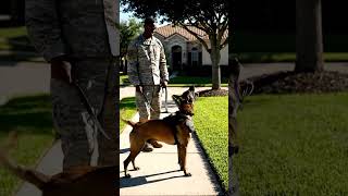 This K9 couldn't wait another second to bring his soldier home 🥹