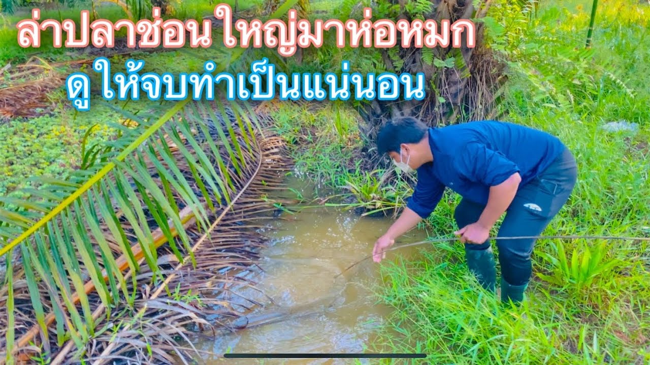 ออกล่าปลาช่อนใหญ่..วัตถุดิบชั้นเลิศ..กับเมนูห่อหมกพื้นบ้าน | วิถีพื้นบ้าน เดลิเวอรี่