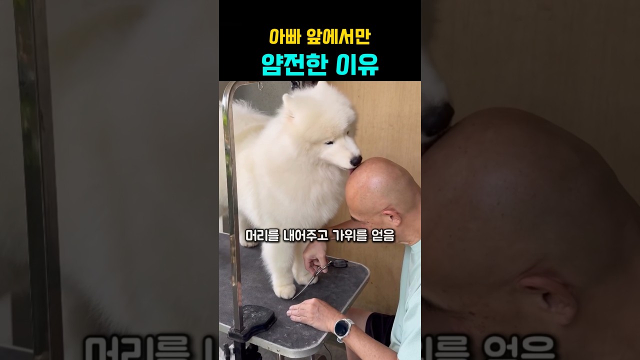 유독 아빠 앞에서만 얌전한 강아지 #강아지 #댕댕이
