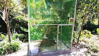 Lồng avi mới làm xong - chi phí 1 triệu