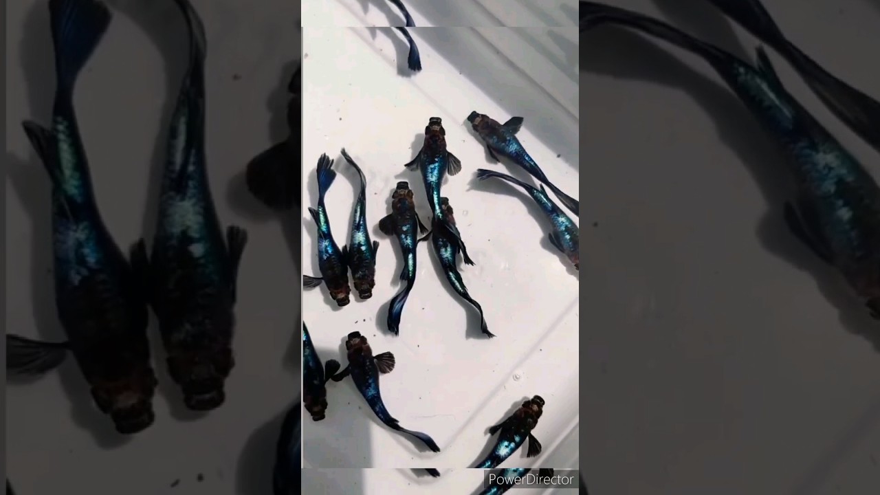Beautiful guppies 😱😍 !#shorts