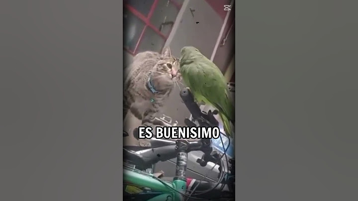 🤣Videos de loros que hablan🦜🤣loros hablando🦜loros🦜loro q habla