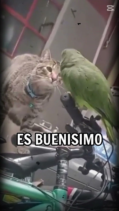 🤣Videos de loros que hablan🦜🤣loros hablando🦜loros🦜loro q habla