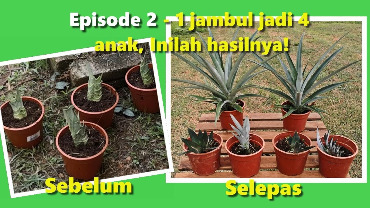 Tanam Nanas/ MD2 Pineapple Guna Jambul - 1 pineapple crown produce 4 seedling! - Episode 2