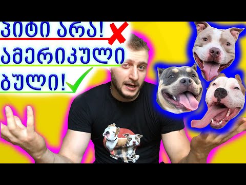 10 რამ ამერიკული ბულების შესახებ! რეალობა ჩემი ძაღლის ჯიშიზე!