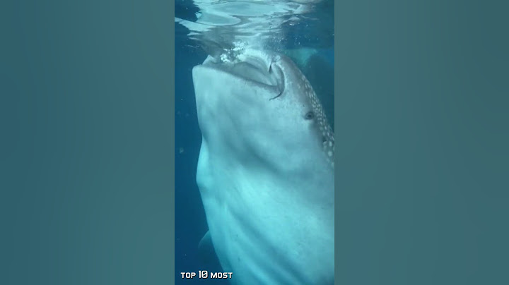 This Shark Whale Tried To Swallow This Man Whole | Top 10 Most #Shorts