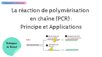 Quel est ou quels sont les avantages de la technique PCR recombinante ?