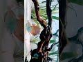 aquarium with discuss fish and hard plants#