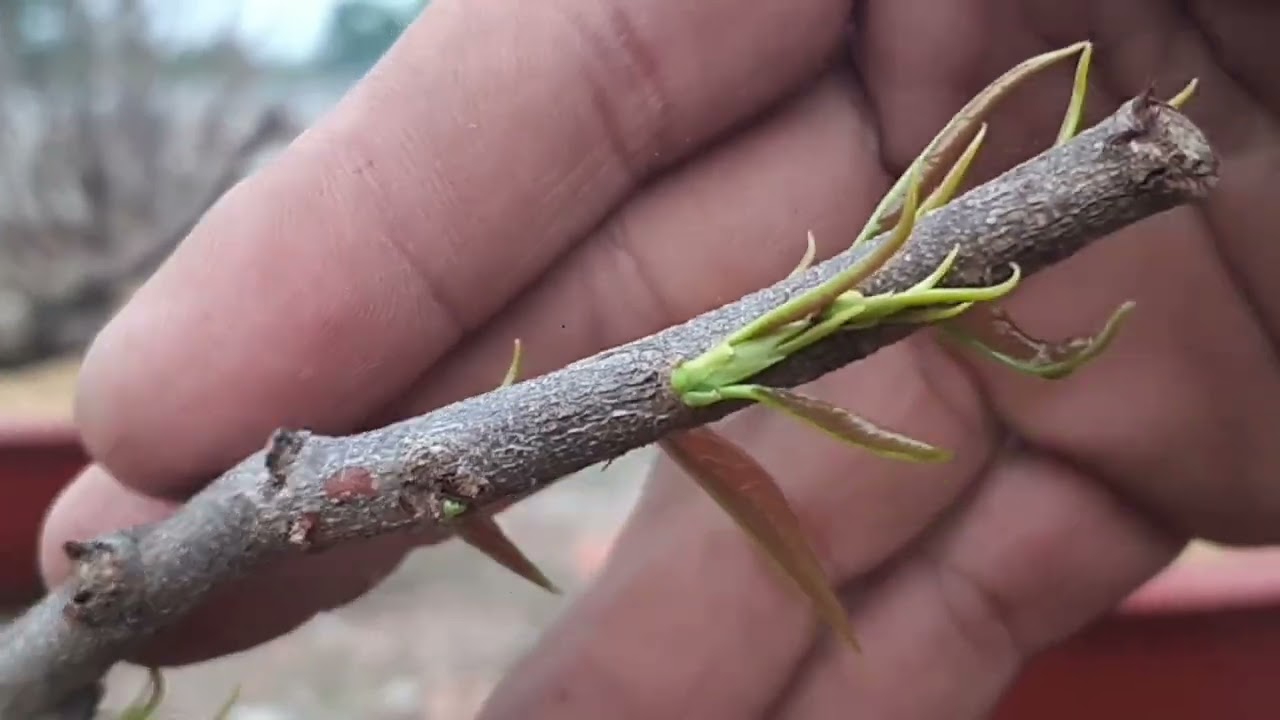 @ Phân thuốc và tưới nước cho cây mai như thế nào để cây phát triển tốt sau khi xã tàn.