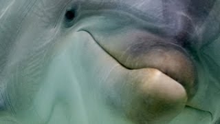 Animal Minds: Who's the Smartest? | NOVA