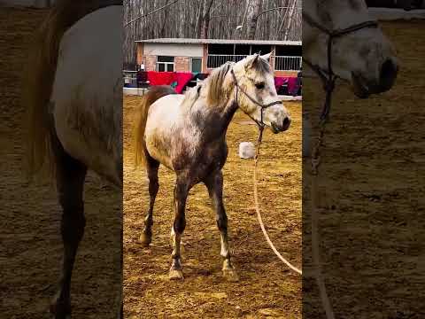 Arabian Two Year Old Stallion