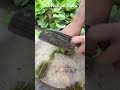Perfect cutting sound?! #shorts #gardening #farming #garden #satisfying #wow #amazing #viral  #trend