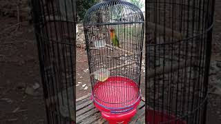 Download Lagu Pancingan agar love bird balibu cepet ngekek latah MP3 Download Lagu Pancingan agar love bird balibu cepet ngekek latah MP3