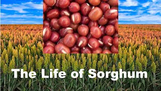 Sorghum Life Cycle 101, How to Grow What Make Best Health Food Nutrition, 5-10 min Nature Crop Plant