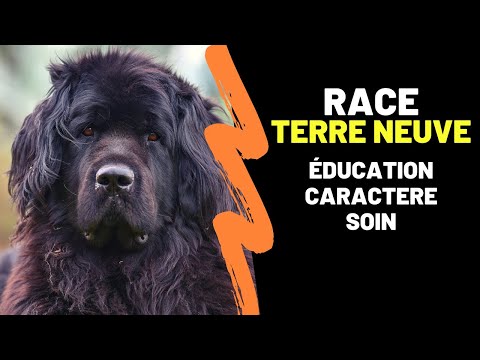 Vidéo: Race De Chien De Terre-Neuve Hypoallergénique, Santé Et Durée De Vie