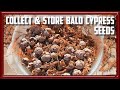 How to Collect and Store Bald Cypress Seeds