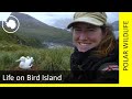 Life on Bird Island