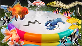 4 in 1 Colorful Christmas balls, surprise eggs, crayfish, shark, angelfish, betta fish koi in pool
