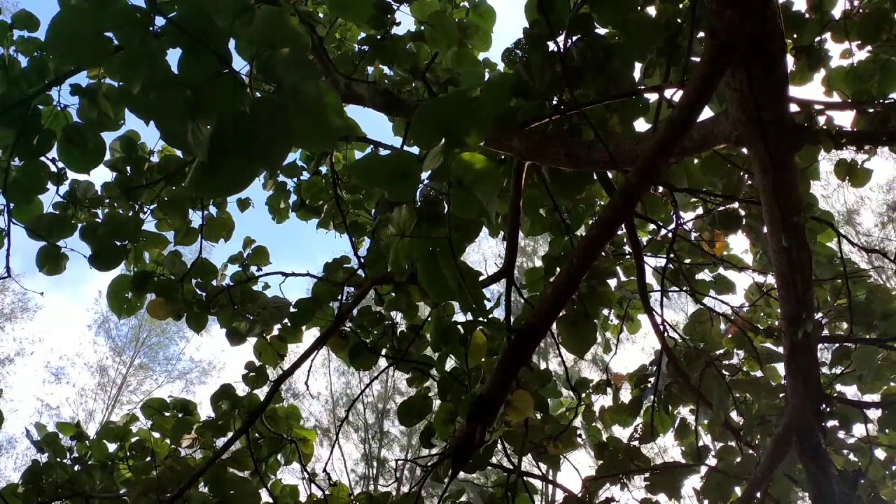 #pantai#pemandangan#tiktok#authenti#aesthetic. CINEMATIC KEINDAHAN ALAM - YouTube