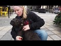 7 Month Old Lab Mix Jasper! Best Dog trainers VA| Obedience Training|E-collar Training 7 Month Old Lab Mix Jasper! Best Dog trainers VA| Obedience Training|E-collar Training