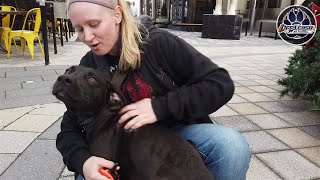 7 Month Old Lab Mix Jasper Best Dog Trainers Va Obedience Traininge-Collar Training