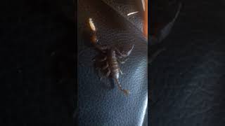 scorpion simulator (simulatore di animali part.2) screenshot 4