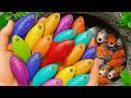 Catch Cutie Aquarium Fish in Small Pond, Baby Turtles, Goldfish, koi, betta blus, Pencil Fish
