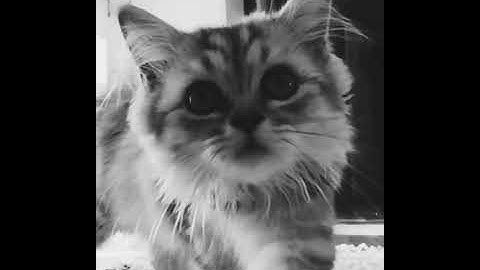 Stina Westberg, Predator Cat: Enlight Videoleap