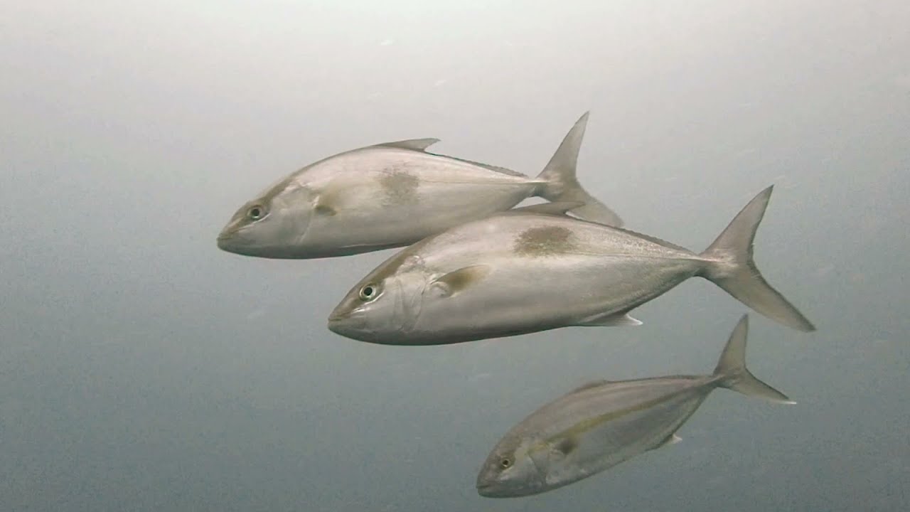 カンパチを追う Vol 3 魚種ごとの反応 Furuno Style 魚探を使った釣りの楽しみ方 カンパチを追う Vol 3 魚種ごとの反応 Furuno Style 魚探を使った釣りの楽しみ方