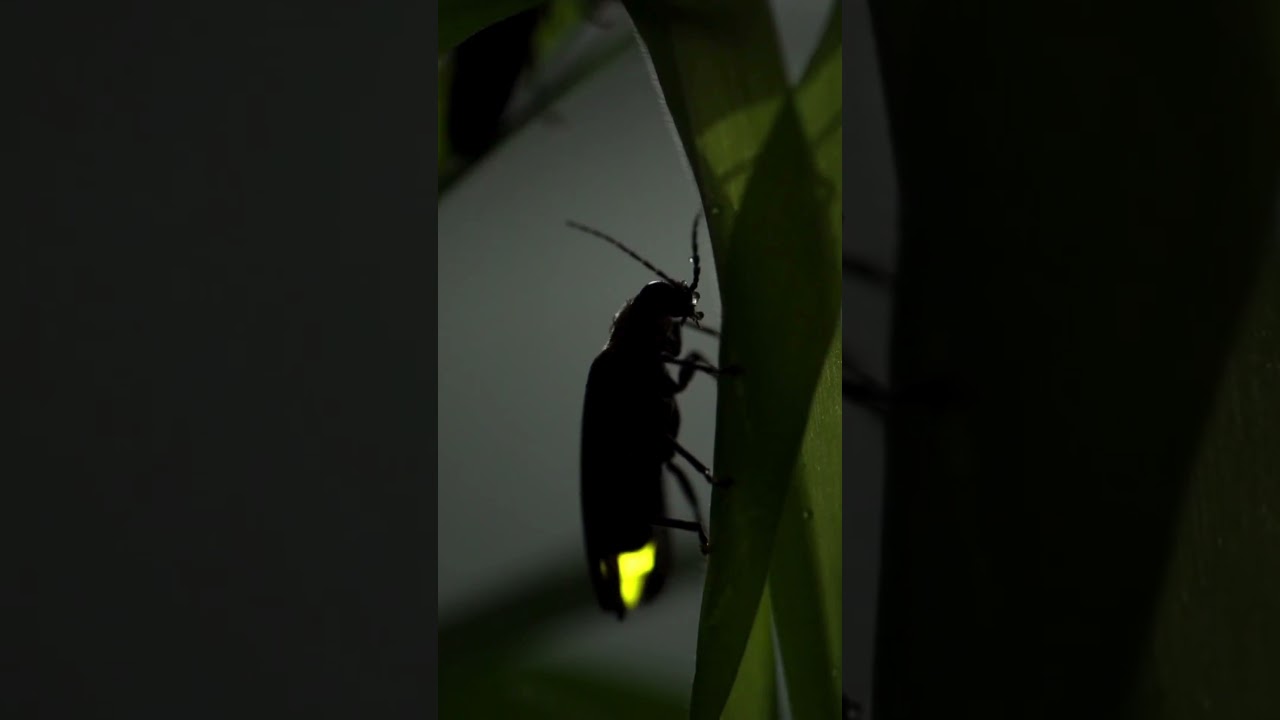 The Hidden Science Behind Fireflies Glowing Brightest at Night!
