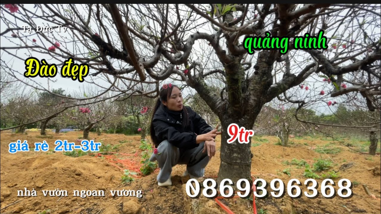 Недорогие персики для выращивания в собственном саду в провинции Куанг Нинь.