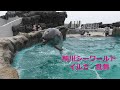 鴨川シーワールド　イルカプールにてイルカ乱舞