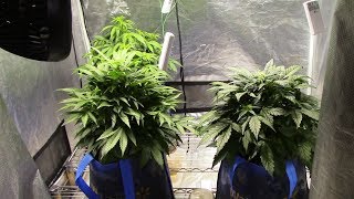 S6:E1 Mephisto 24 ct, DeepBlue C, incredible bulk Dr,Krippling cannabis grow