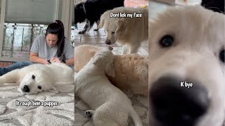 Golden Retriever Puppy Gets His Nails Trimmed & Plays With His Siblings